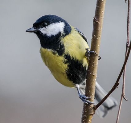 Nikon af-s 200-500mm 5.6e ed vr test photo